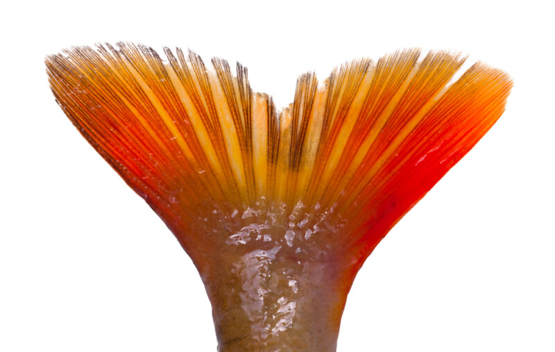 Will a Fish’s Tail and Fin Heal & Grow Back? » Petsoid