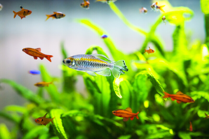 Do Fish Eat Algae & Which Types Eat Algae? » Petsoid