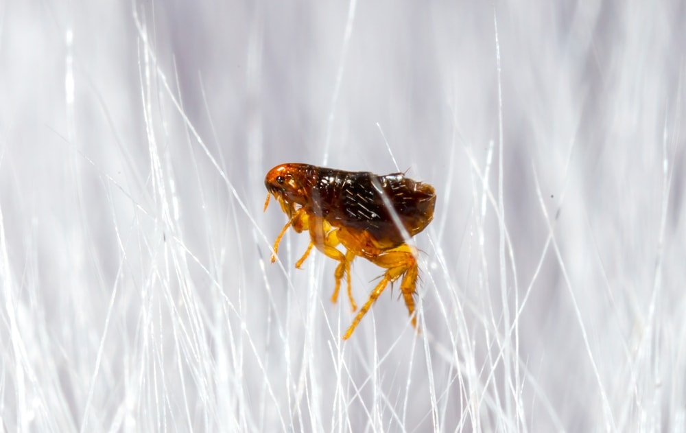 fleas close up