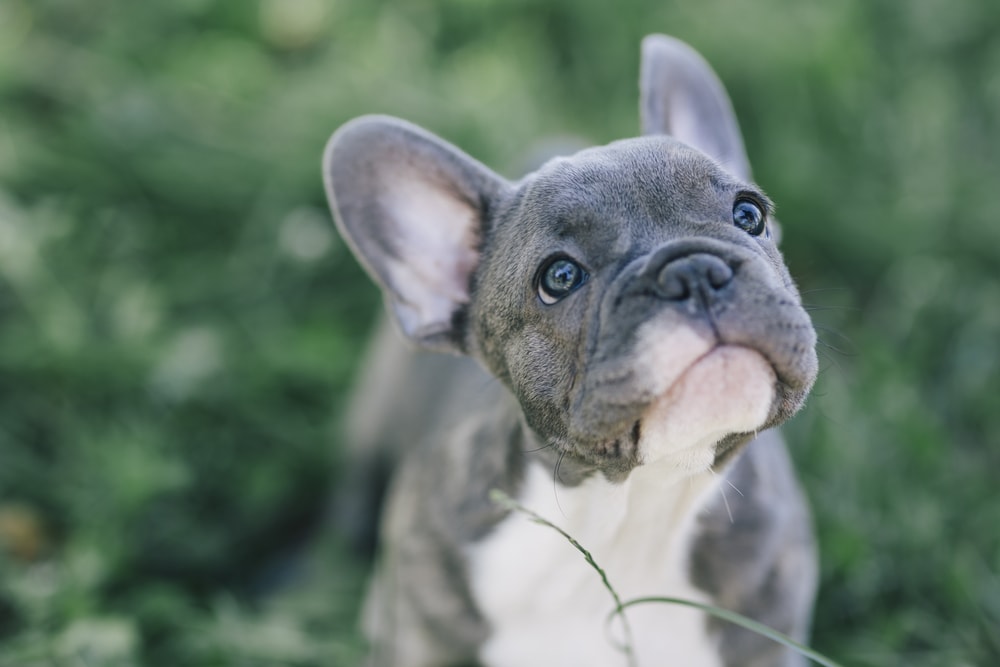 Top French Bulldog Hypoallergenic of the decade Don t miss out 