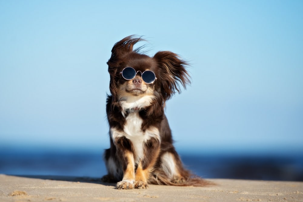 funny chihuahua in glasses