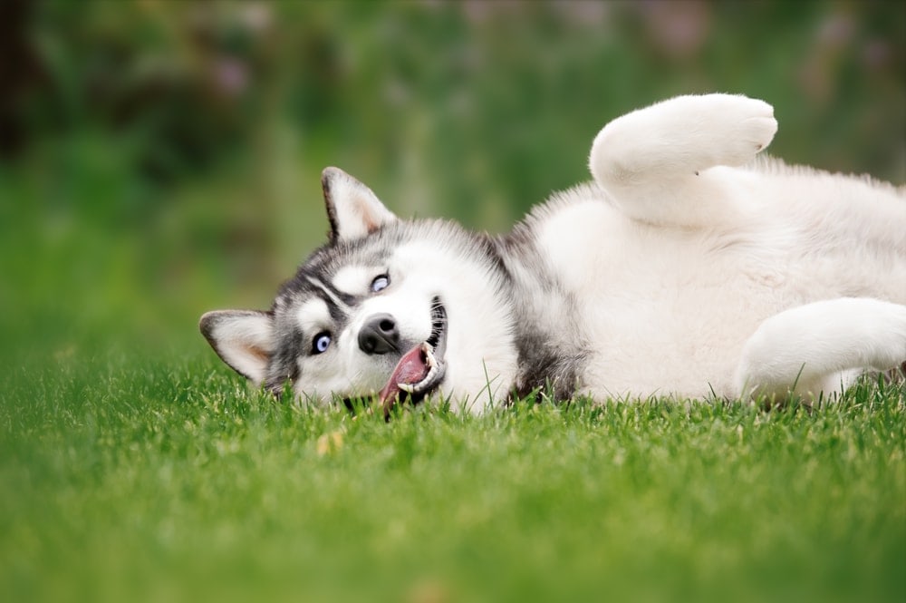 funny husky on a grass