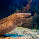 giant Moray Eel e1591441647553