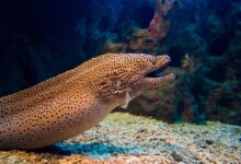 Moray Eel Care Guide - Tank Mates, Breeding & More
