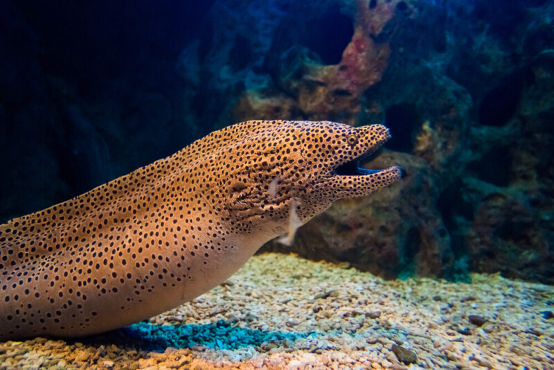 Moray Eel Care Guide - Tank Mates, Breeding & More » Petsoid