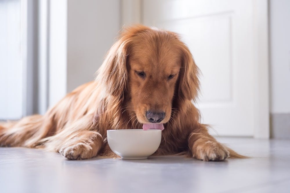 golden retriever eats cheese