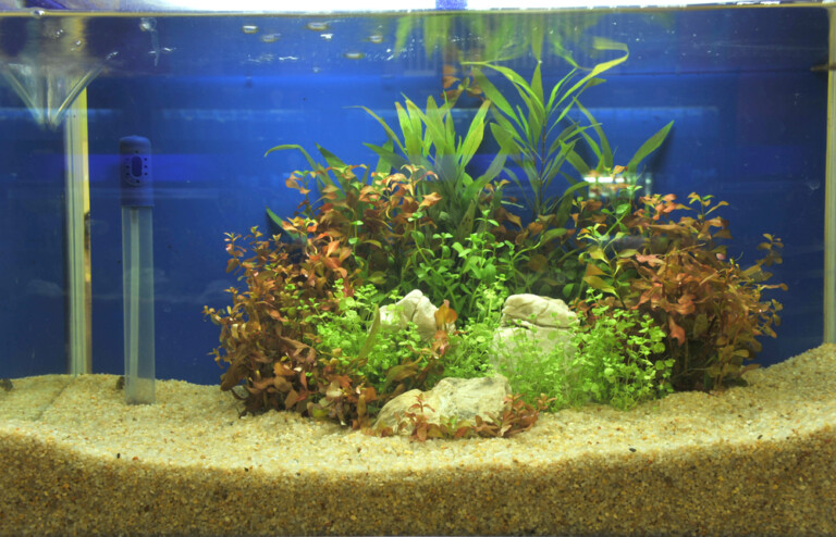 How Much Gravel Do I Need For My Aquarium? » Petsoid