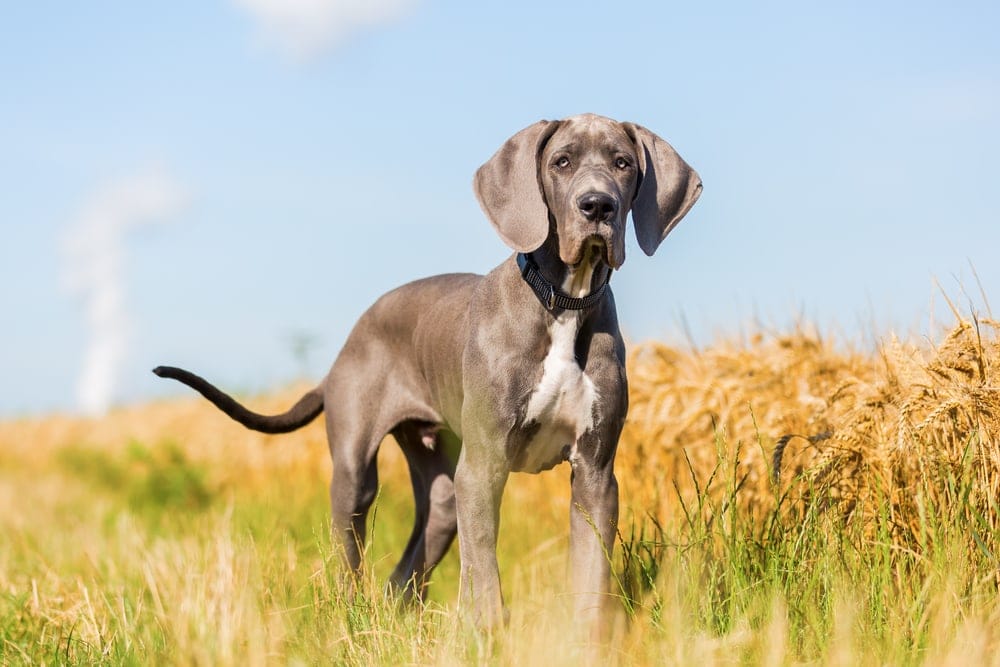 great dane blue puppy