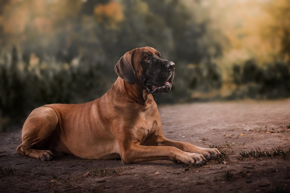 great dane in a forest