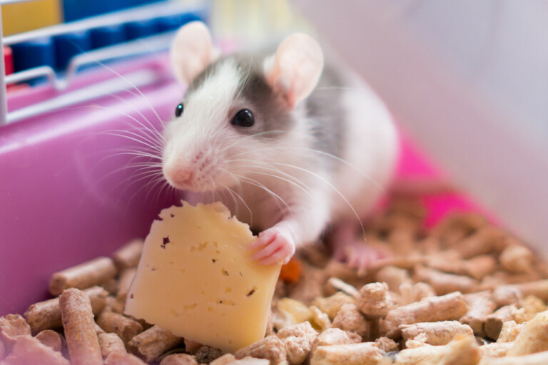 Can Rats Eat Cheese? » Petsoid