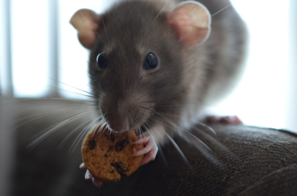 The Best Foods to Give Your Pet Rat » Petsoid