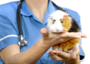 guinea pig at veterinary