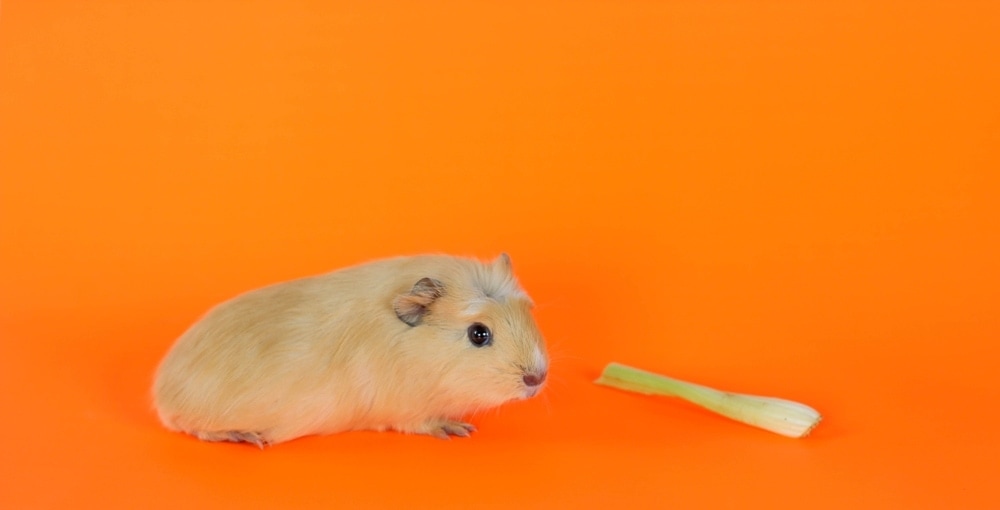 celery leaves for guinea pigs