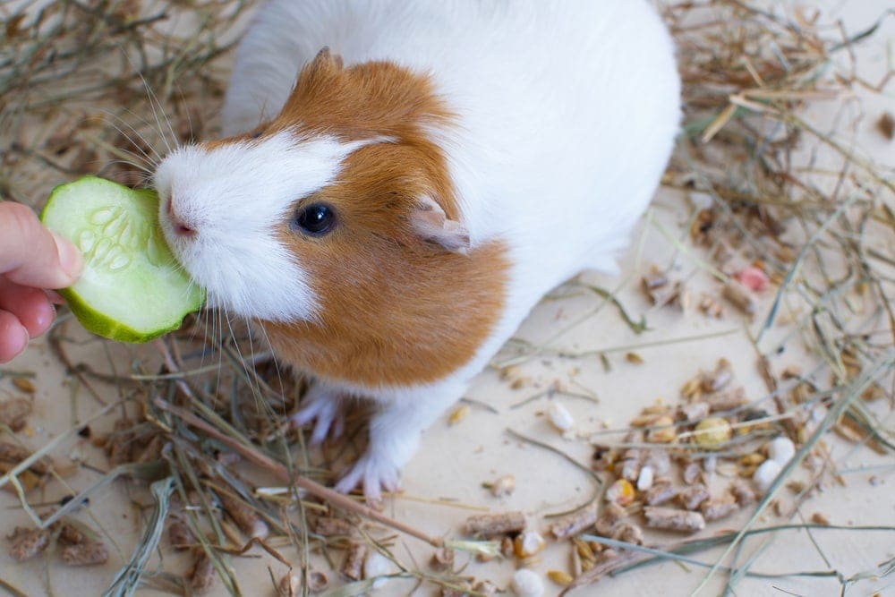 guinea pig eat cucumber