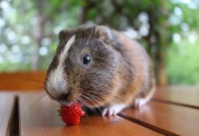 Can Guinea Pigs Eat Strawberries?