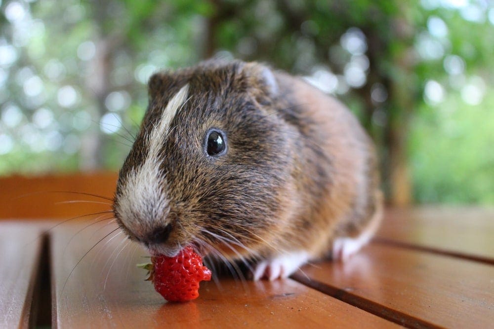 guinea pig eat strawberry