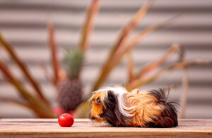 guinea pig eat tomato