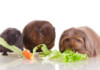 Guinea Pig Food List: Things They Can Eat