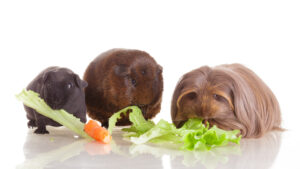 guinea pigs eat veg