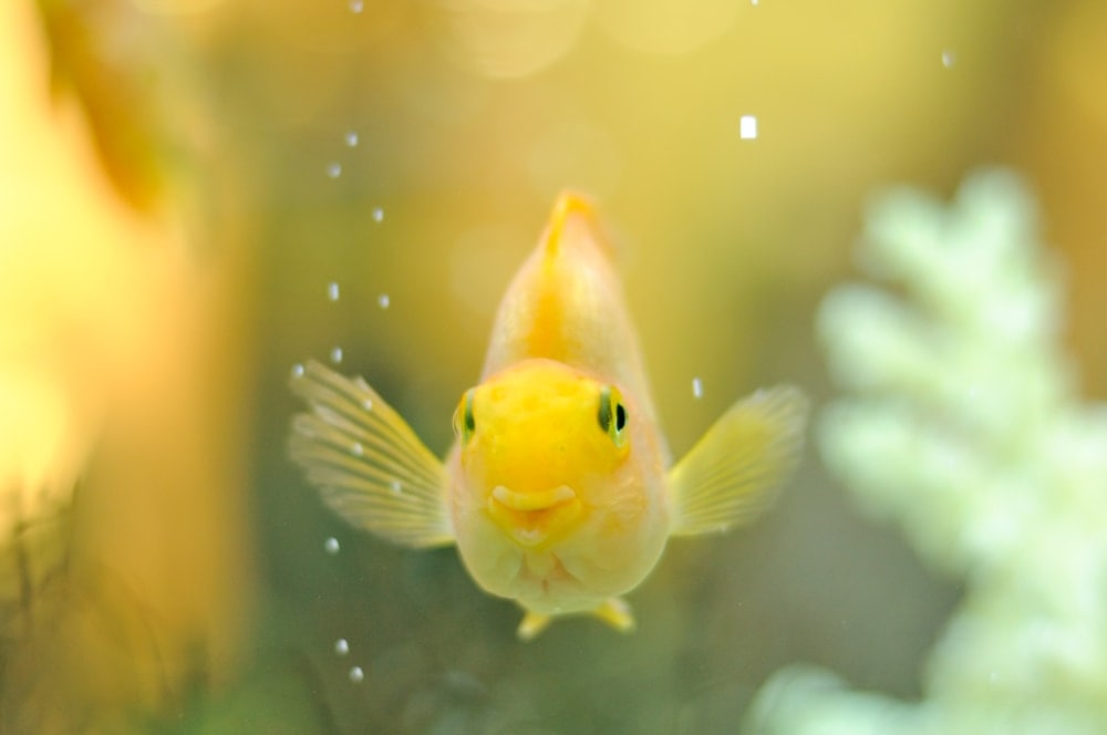 happy fish seing owner