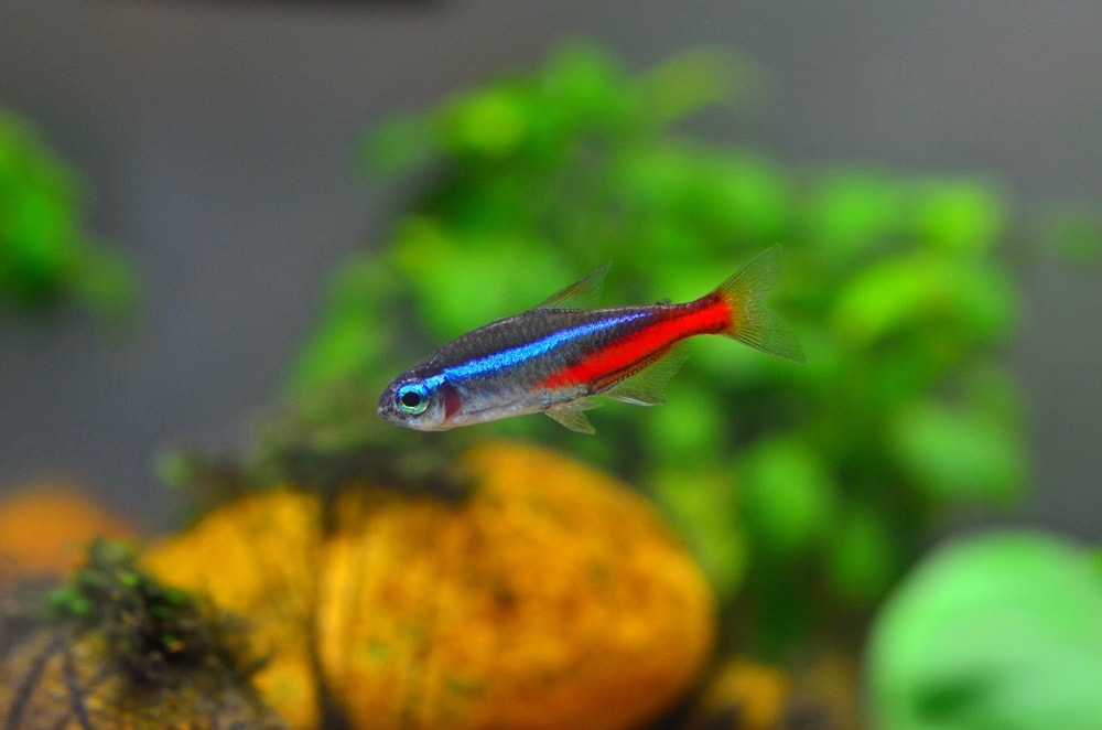 happy neon tetra