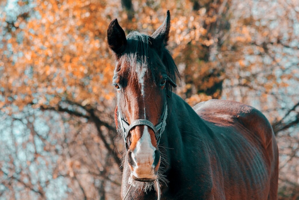 horse in the winter