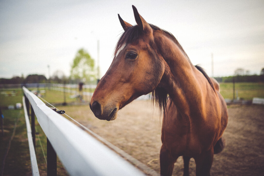 horses housing