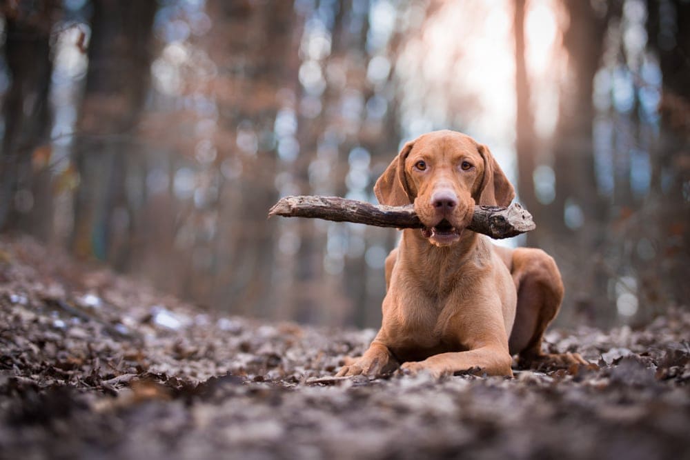 hungarian vizsla in forest