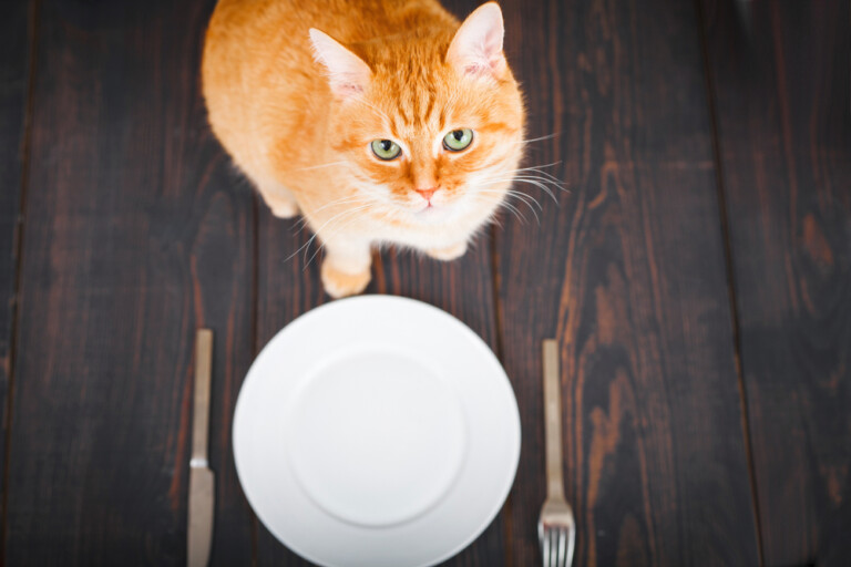 How Long Can A Cat Go Without Food? » Petsoid