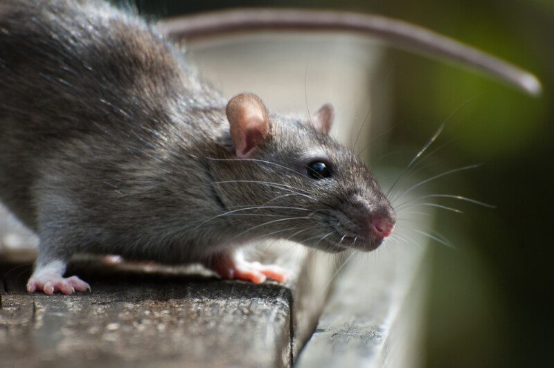 Can Pet Rats Get Fleas? » Petsoid