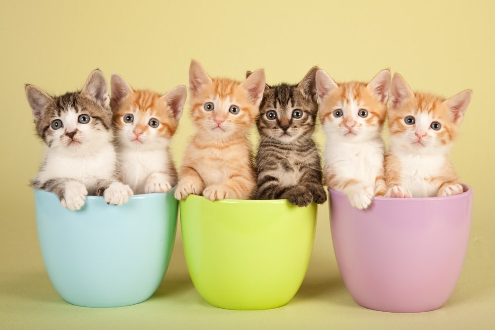 kittens in cups