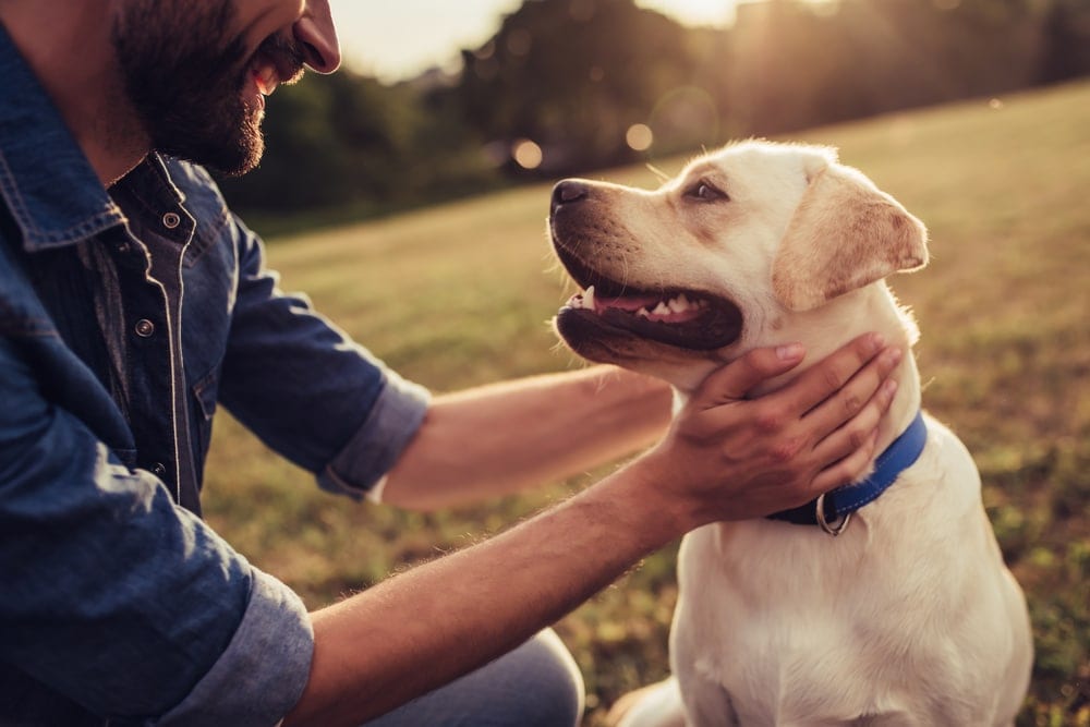 labrador and man