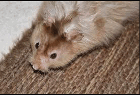 long hair mouse