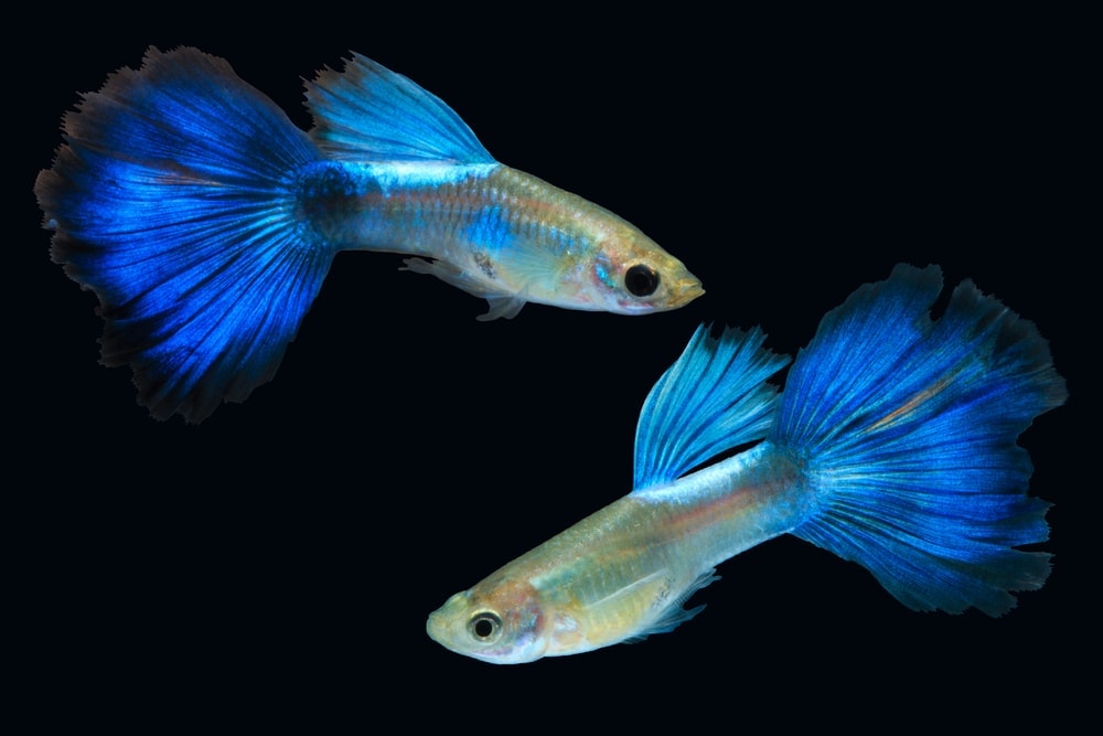 male and female guppies