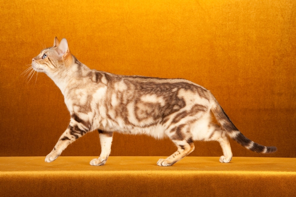 marble snow bengal cat