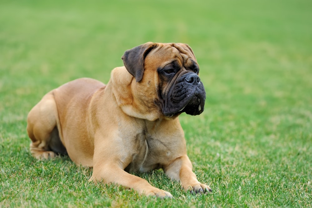 mastiff on a grass