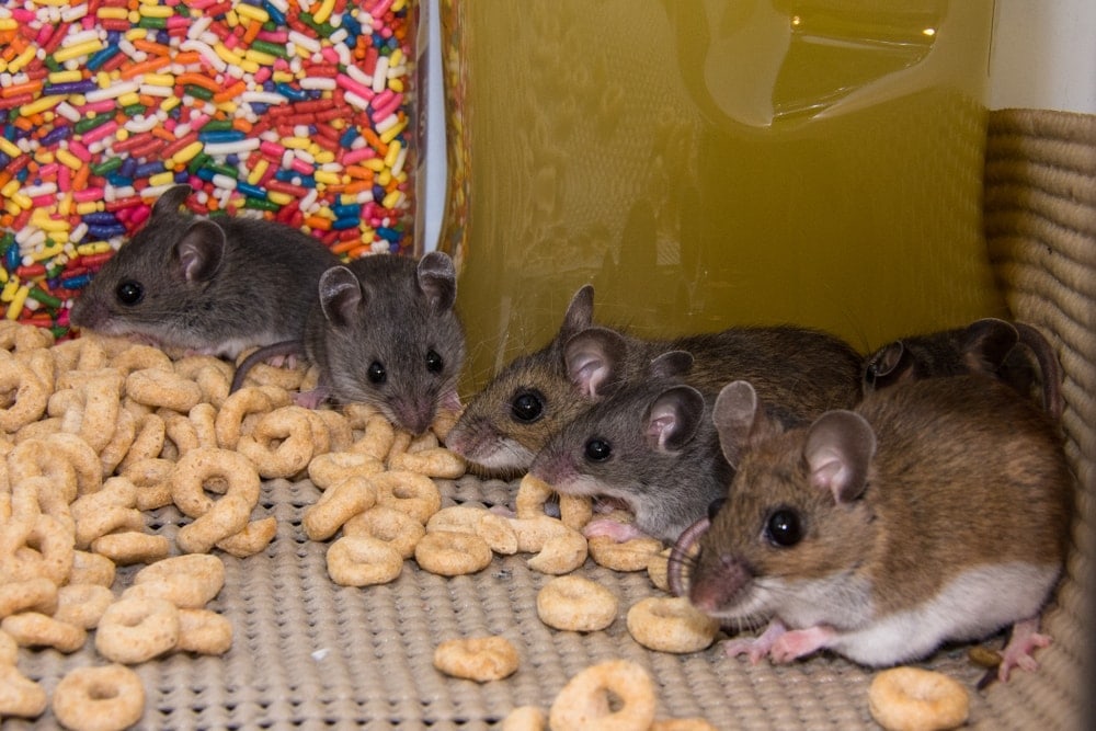 mice and crunch