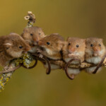 mice climb