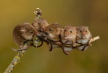 Can Pet Mice Climb?