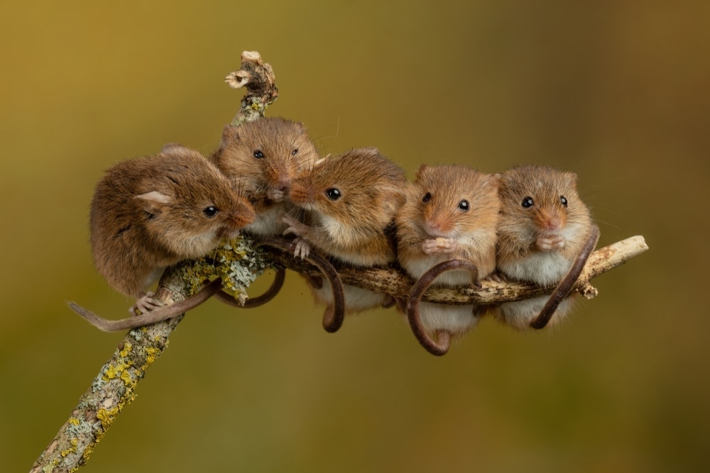 mice climb
