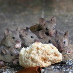 mice family eat