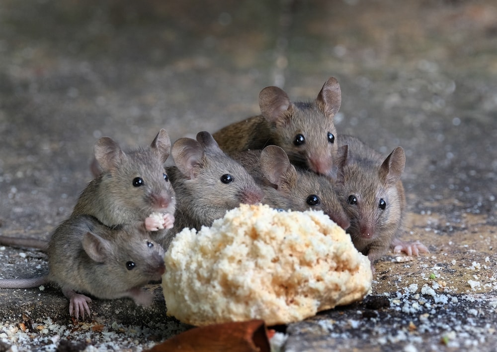 mice family eat