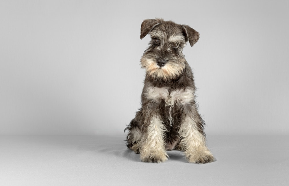 miniature schnautzer isolated