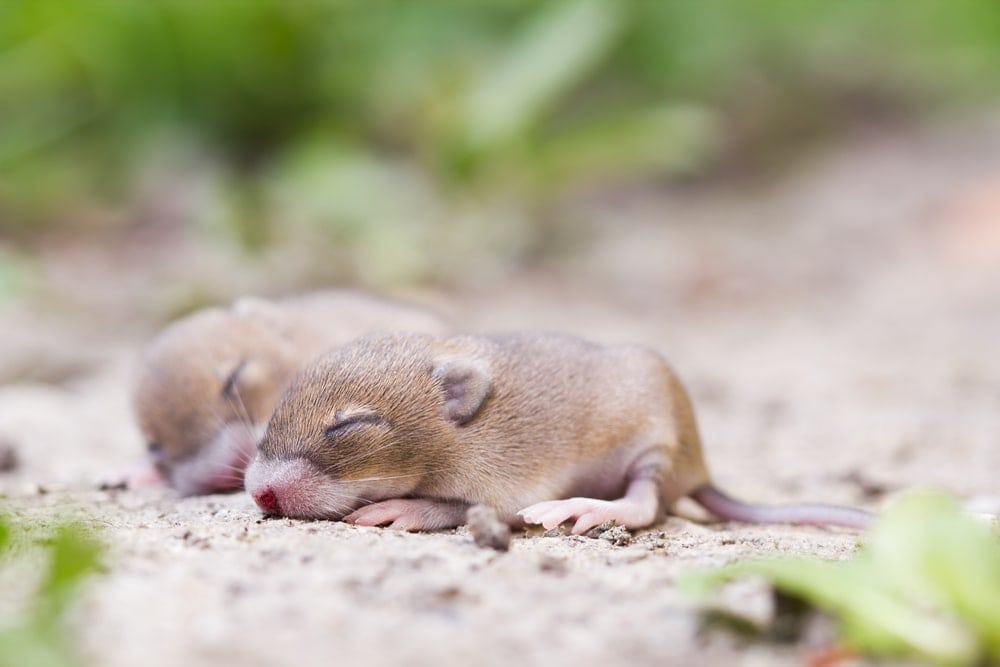 How long can baby mice live without their mom