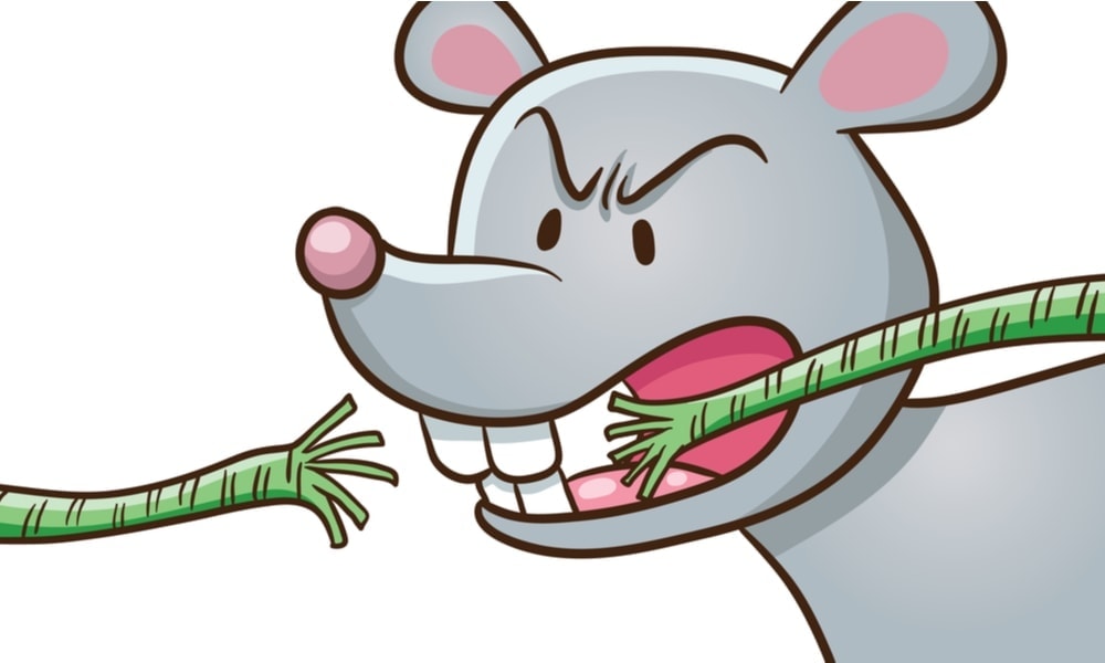 Do Pet Mice Bite? » Petsoid