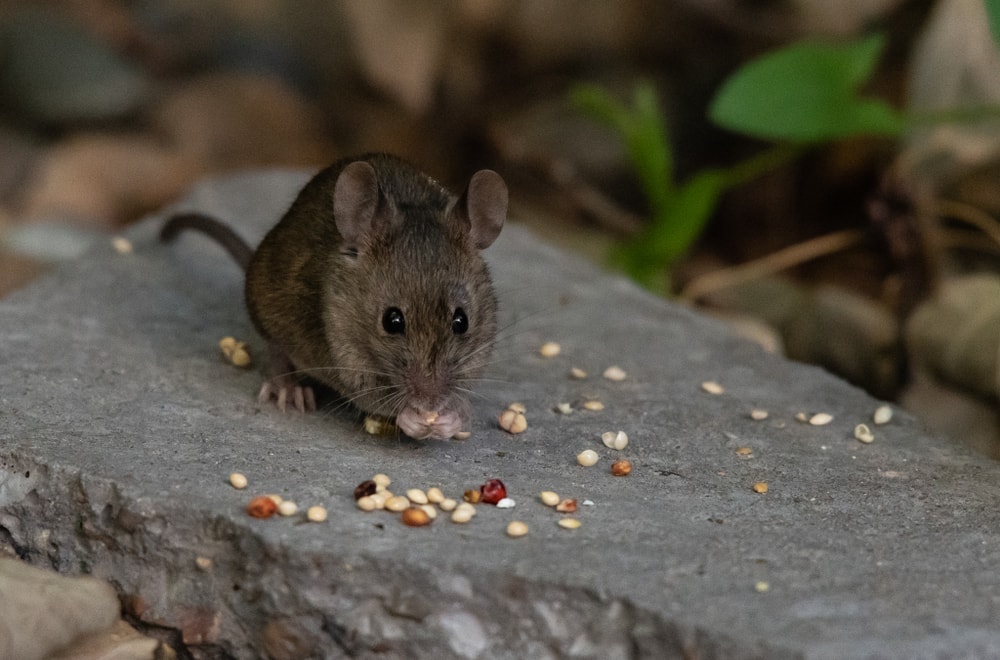 mouse eat seeds