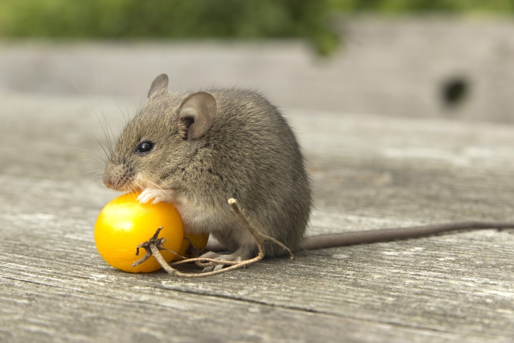 mouse eat tomato