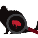 mouse fleas