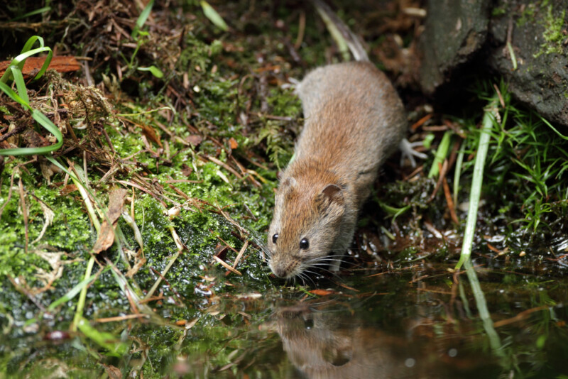 Can Pet Mice Swim? » Petsoid