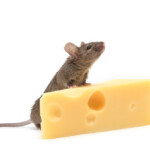 mouse on cheese